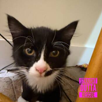 Olive -  Domestic Medium Hair Cat for Adoption in Vancouver, British Columbia - Olive | PetCurious
