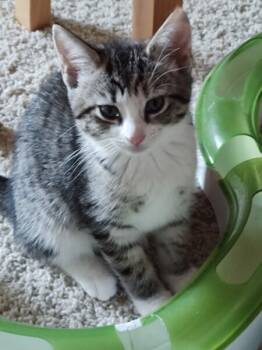 Rescue Domestic Short Hair Cats for Adoption in Greenville, South Carolina - Wasabi LB | PetCurious