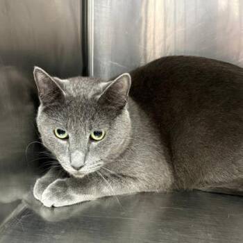 Domestic Short Hair Cats Available for Adoption in Fort Worth, Texas - Torta | PetCurious