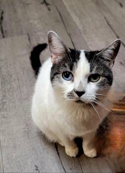 Rescue Domestic Short Hair Cats for Adoption in Oceanside, California - Chatelly And Vixen | PetCurious