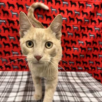 Chong -  Domestic Short Hair Cat for Adoption in Washburn, Missouri - Chong | PetCurious