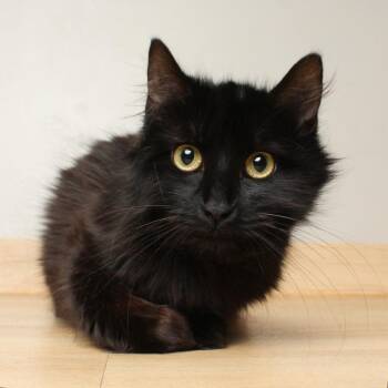 Domestic Long Hair Cats Available for Adoption in Minnetonka, Minnesota - Galaxy C69213 | PetCurious