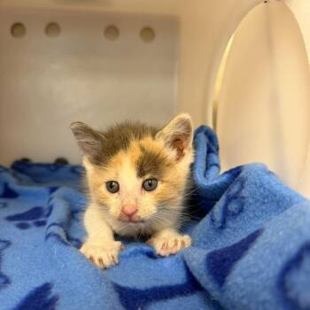 Cora -  Domestic Medium Hair Cat for Adoption in Bastrop, Texas - Cora | PetCurious