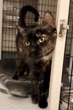 Rescue Domestic Short Hair Cats for Adoption in Trenton, New Jersey - Storm | PetCurious
