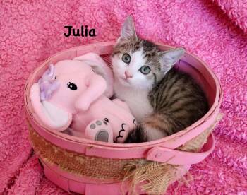 Turkish Van Cats Available for Adoption in St. Augustine, Florida - Julia | PetCurious