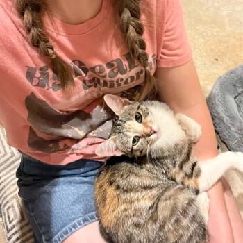 Freya -  Dilute Tortoiseshell Cat for Adoption in Hickory, North Carolina - Freya | PetCurious