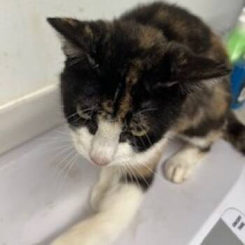 Rescue Domestic Short Hair Cats for Adoption in St. Louis, Missouri - Pebble Pickle | PetCurious