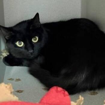 Domestic Short Hair Cats Available for Adoption - Estella | PetCurious