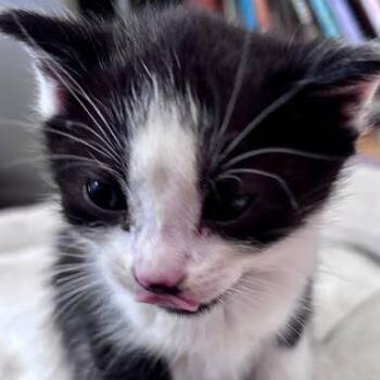 Pebbles C11233 -  Domestic Short Hair Cat for Adoption - Pebbles C11233 | PetCurious
