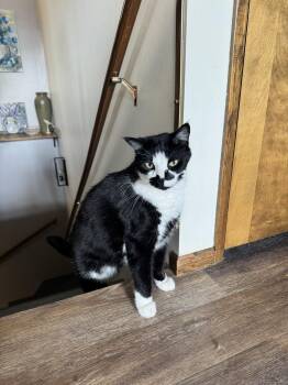 COURTESY LISTING James -  Domestic Short Hair Cat for Adoption in Moscow, Idaho - COURTESY LISTING James | PetCurious