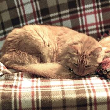 Domestic Long Hair Cats Available for Adoption - Wetzel | PetCurious