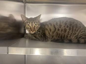 MARTY -  Domestic Short Hair Cat for Adoption in St. Peters, Missouri - MARTY | PetCurious