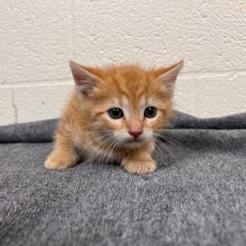 Domestic Short Hair Cats Available for Adoption in Lyndhurst, Virginia - SVAS-Stray-38570 | PetCurious