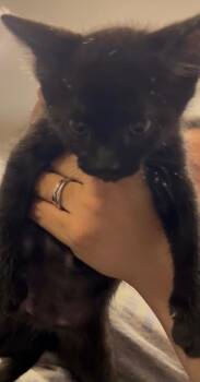 Richard -  Domestic Long Hair Cat for Adoption in Darien, Georgia - Richard | PetCurious