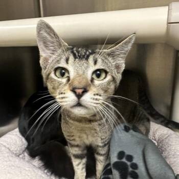 Sombrero -  Domestic Short Hair Cat for Adoption in Walnut Creek, California - Sombrero | PetCurious