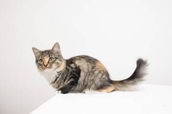Rescue Domestic Long Hair Cats for Adoption in Montclair, New Jersey - January | PetCurious