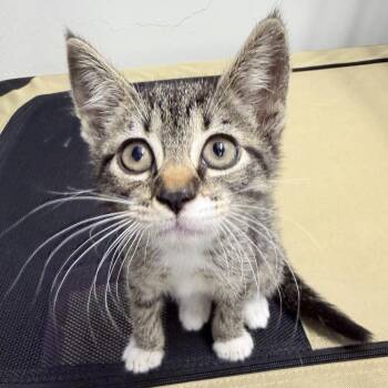 Crackie -  American Shorthair Cat for Adoption in Philadelphia, Pennsylvania - Crackie | PetCurious