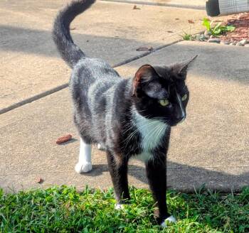 Lestat -  Domestic Short Hair Cat for Adoption in Lenexa, Kansas - Lestat | PetCurious