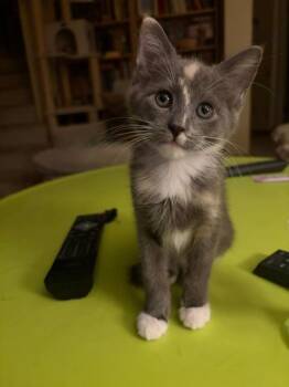 Glitter Girl -  Domestic Short Hair Cat for Adoption in Seattle, Washington - Glitter Girl | PetCurious