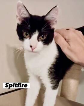 Spitfire -  Domestic Short Hair Cat for Adoption in San Juan Capistrano, California - Spitfire | PetCurious