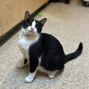 Tuxedo Cats Available for Adoption in Warr Acres, Oklahoma - Scoops | PetCurious