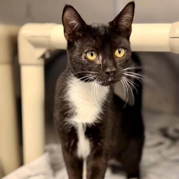 Pistachio -  Domestic Short Hair Cat for Adoption in Stafford Township, New Jersey - Pistachio | PetCurious