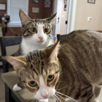 Rescue Domestic Short Hair Cats for Adoption in Philadelphia, Pennsylvania - EL & Choo Choo | PetCurious