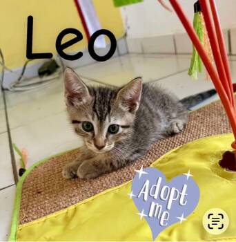 Domestic Short Hair Cats Available for Adoption in Warren, New Jersey - Leo | PetCurious
