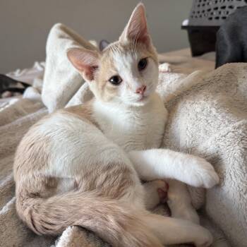 Rescue Domestic Short Hair Cats for Adoption in New Smyrna Beach, Florida - Jakey | PetCurious