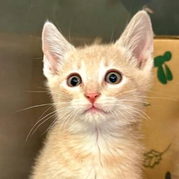 Snuggle -  Domestic Short Hair Cat for Adoption in Palm Springs, California - Snuggle | PetCurious