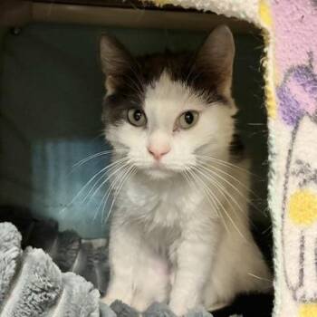 Nola (Bonded) -  Domestic Short Hair Cat for Adoption in Wheaton, Illinois - Nola (Bonded) | PetCurious