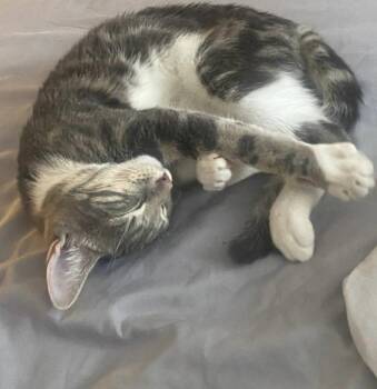 Sunny -  Domestic Short Hair Cat for Adoption - Sunny | PetCurious