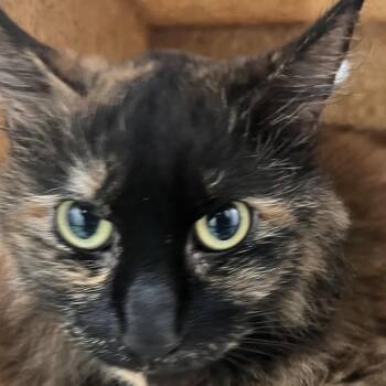 Penelope -  Domestic Short Hair Cat for Adoption in Philadelphia, Pennsylvania - Penelope | PetCurious