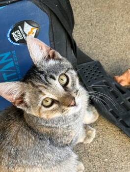 Chloe -  Domestic Short Hair Cat for Adoption in Reno, Nevada - Chloe | PetCurious