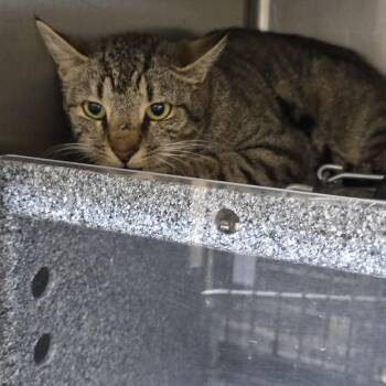 Squidette 26-0334 -  Domestic Short Hair Cat for Adoption in Yanceyville, North Carolina - Squidette 26-0334 | PetCurious
