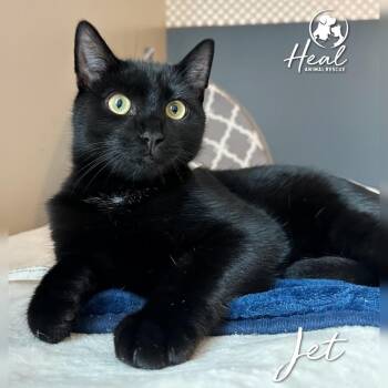 Jet -  Domestic Short Hair Cat for Adoption in Youngwood, Pennsylvania - Jet | PetCurious
