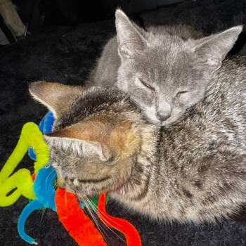 Potato -  Domestic Short Hair Cat for Adoption in Tulsa, Oklahoma - Potato | PetCurious