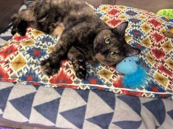 Bonita -  Tortoiseshell Cat for Adoption in Belton, Missouri - Bonita | PetCurious