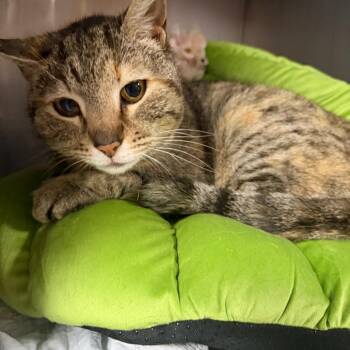 Domestic Short Hair Cats Available for Adoption in New York, New York - Tilly | PetCurious