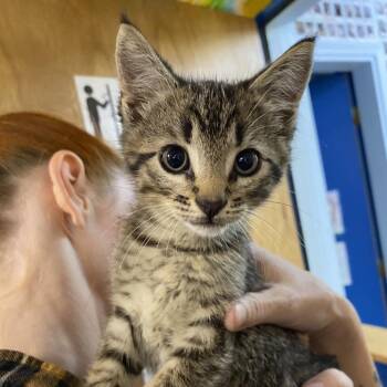 Gallagher -  Domestic Short Hair Cat for Adoption in Eureka Springs, Arkansas - Gallagher | PetCurious