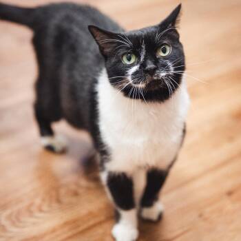 Zenyatta -  Domestic Short Hair Cat for Adoption in Evanston, Illinois - Zenyatta | PetCurious