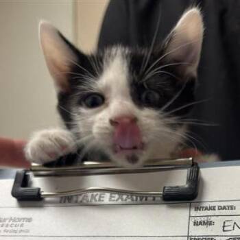 Enoki -  Domestic Short Hair Cat for Adoption in Tempe, Arizona - Enoki | PetCurious