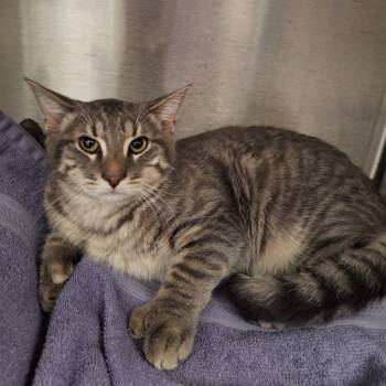 Rescue Domestic Short Hair Cats for Adoption in Attica, New York - Mr. Fischoeder | PetCurious