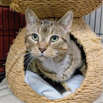 HILLARD -  Domestic Short Hair Cat for Adoption in Delhi, Ontario - HILLARD | PetCurious