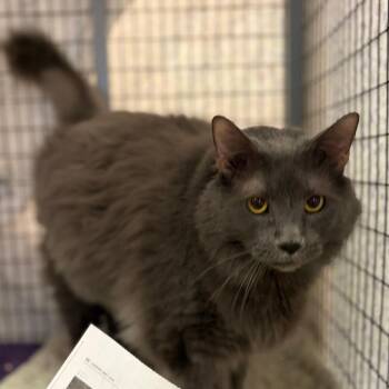 Mason -  Domestic Long Hair Cat for Adoption in Charlottesville, Virginia - Mason | PetCurious