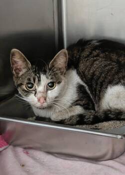 Piper -  Tabby Cat for Adoption in Kodiak, Alaska - Piper | PetCurious