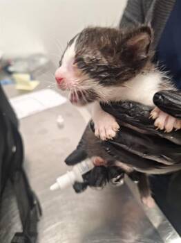 Domestic Short Hair Cats Available for Adoption in Fort Lauderdale, Florida - A2473616 | PetCurious