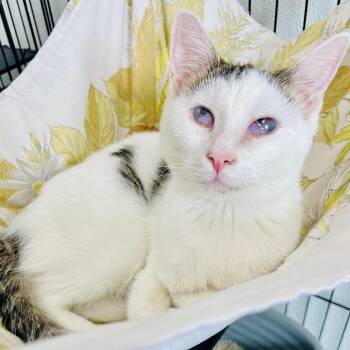 Hobo -  Domestic Short Hair Cat for Adoption in Lebanon, Missouri - Hobo | PetCurious