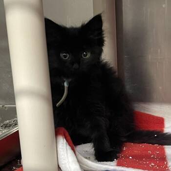 Cubone -  Domestic Short Hair Cat for Adoption in Mentor, Ohio - Cubone | PetCurious