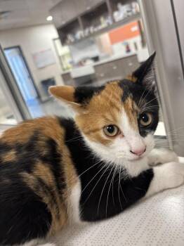 Janice -  Domestic Short Hair Cat for Adoption in Greenfield, Indiana - Janice | PetCurious